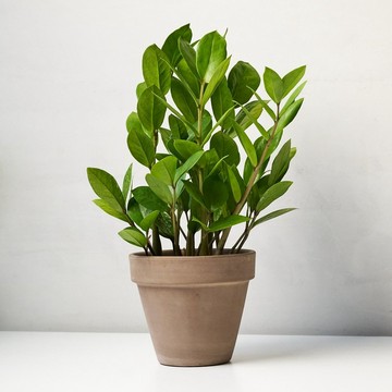 金錢樹 | 升遷盆栽 開幕送禮 觀葉植物 室內植物