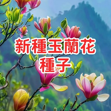 【新種玉蘭花種子】香花樹木 庭院盆栽 四季常綠 多年生 開花香氣 適合台灣氣候 易栽種 景觀植物 室內外皆宜 現貨