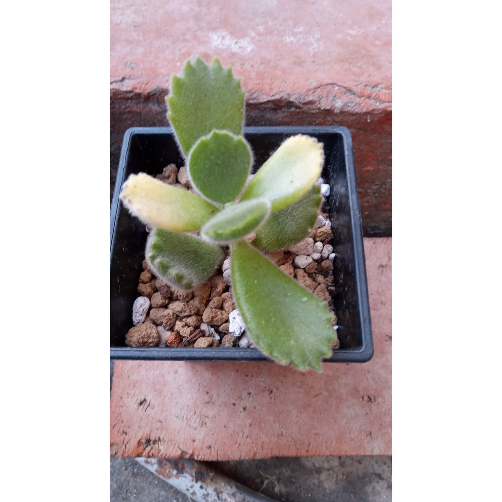 多肉植物熊童子 黃熊3吋盆 含盆土 園藝植作推薦 舊 蝦皮 購物 Line購物