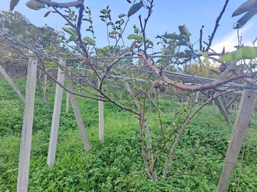 新竹房地顧問｜新埔南平階梯式農地｜達晟家族｜新竹縣新埔鎮南平段