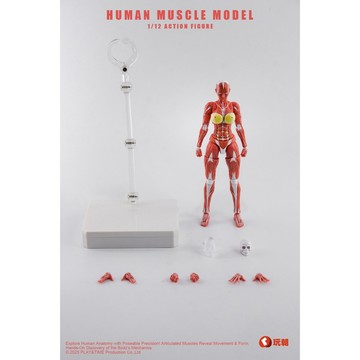 【史派克工廠】預購免運26年Q4 Human Muscle Model 1/12 肌肉人紅色 女 可動 0923