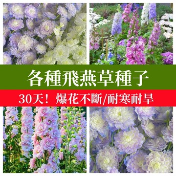 🌼重瓣大花飛燕草種子 30天爆花！庭院驅蟲觀賞花卉盆栽四季庭院陽台多年生易種耐寒耐旱新手花海種子