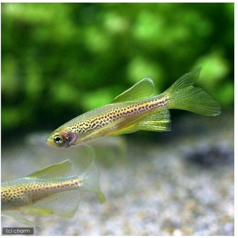 熱帯魚 ロングフィンレオパード ダニオ １０匹 北海道 九州航空便要保温 通販 Lineポイント最大0 5 Get Lineショッピング