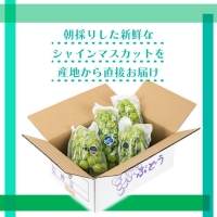 [厳選・産直]有田巨峰村の朝採りシャインマスカット　約２kg★2024年8月下旬頃より順次発送