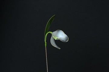 胸針針白色雪花蓮鍍金手工製作