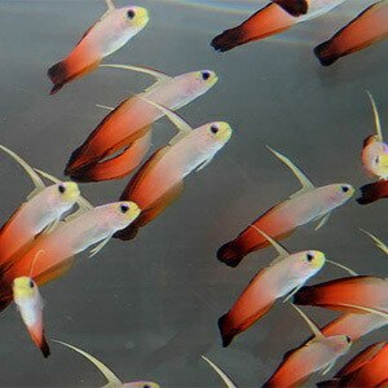 ハタタテハゼ 4-6cm±(A-0304) 海水魚 サンゴ 生体 通販 LINEポイント ...