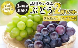 ぶどうの3ヶ月連続お届けセット　2房×3回※2023年8月～10月下旬頃に順次発送予定