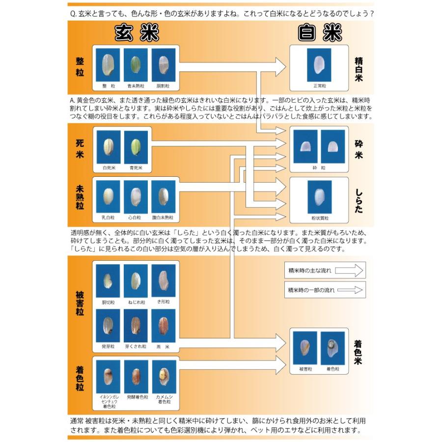 青天の霹靂 玄米 30kg 令和5年産　青森県産　一等米