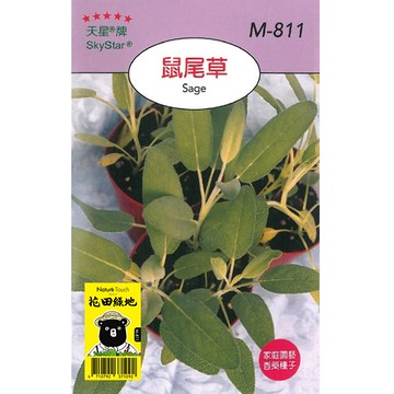 花田綠地種子-鼠尾草