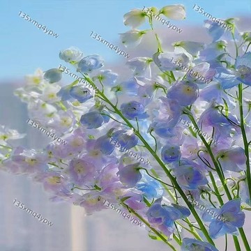 台灣現貨 飛燕草種子（500粒） 四季種植 多年生 開花不斷 耐凍 庭院 四季盆栽 室外 花草植物 耐寒 花卉種子