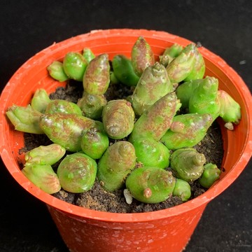 ［狂買園藝］多肉植物 便便蘿摩 💩超趣味 蘿摩科 /仙人掌/送禮小物/婚禮小物