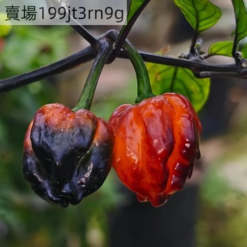 現貨🌶️【麻子橙 辣椒種子】（100粒）四季種植 新種上市 觀賞食用辣椒種子 （超辣）庭院陽台盆栽種植 果味辣椒種子