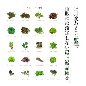 ふるさと納税 天神産「採れたて、無農不使用、無菌栽培」常備野菜5種詰め合わせ 福岡県福岡市