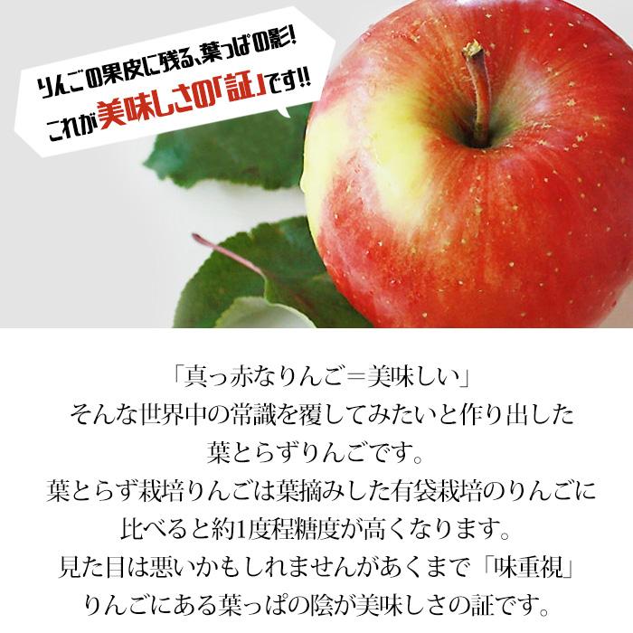 りんご 青森県産 サンふじ プレミアム 約2kg 5〜9玉