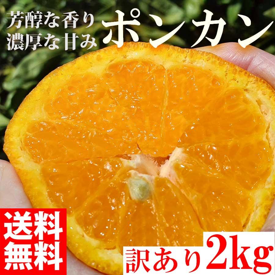  みかん ポンカン 2kg 訳あり 大特価 ブランド 和歌山県産 産直 オレンジ フルーツ 果物