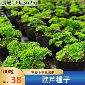 【 歐芹種子】🥬（100粒）法國香菜籽 洋芫荽荷蘭芹種籽 歐芹香草植物可食用蔬菜種子 庭院田園盆栽種植 撒下即活