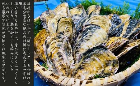 牡蠣 生食用 坂越かき 殻付き 20～25個[ 生牡蠣 真牡蠣 かき カキ 冬牡蠣