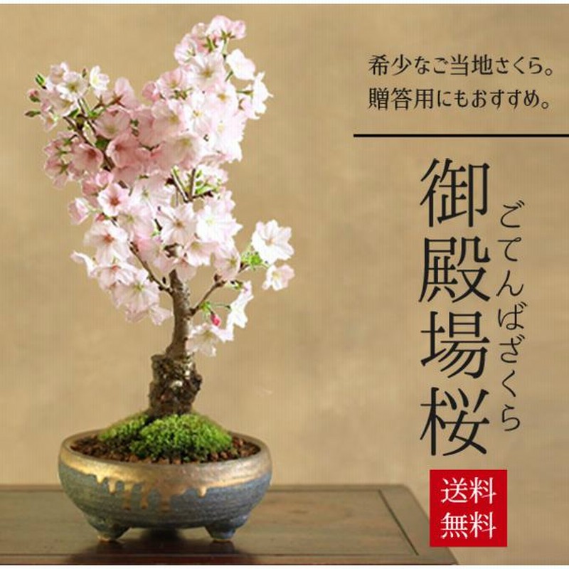 桜盆栽：御殿場桜(信楽焼黒イブシ金彩鉢)* 苔付き(2025年春開花