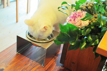 低矮平板式飼料架【大】可水洗不鏽鋼飼料架