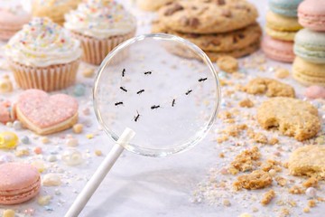 圖紋棒棒糖 - 螞蟻的盛宴