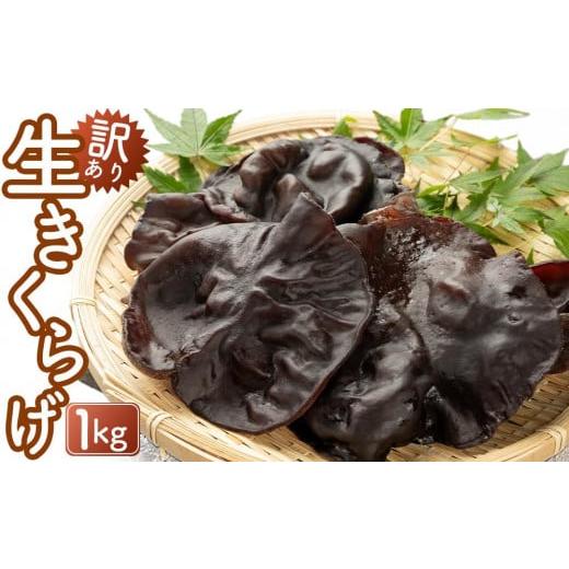 ふるさと納税 山口県 周南市 （訳あり）生きくらげ１kg