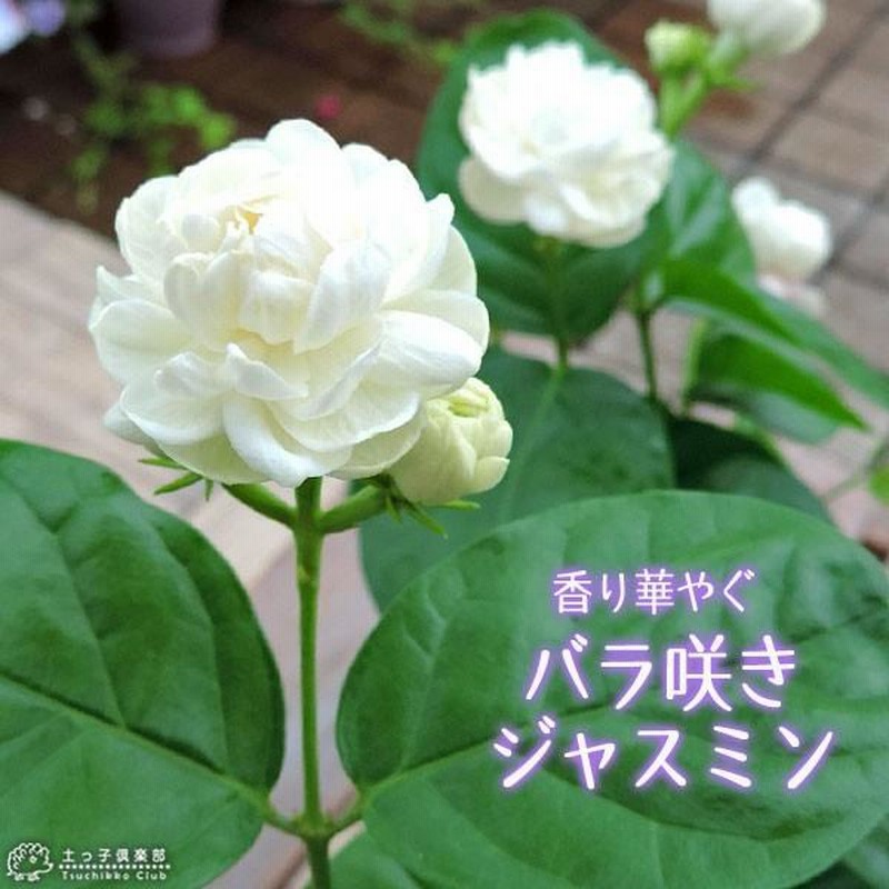 レモンパイ 紫陽花『深海の色』薔薇咲きジャスミン♪ 楽天市場】予約販売 アジサイ 深海の色 7.5cmポット 加茂 KAMO
