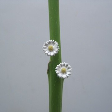 925純銀耳環耳飾-時尚韓版氣質花朵情人節生日禮物女飾品2色73jf19【獨家進口】【米蘭精品】