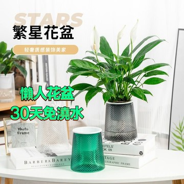 🔥臺灣出貨-熱賣中🔥懶人盆栽 懶人花盆 透明花盆 吸水花盆 自吸水花盆 免澆水花盆 水培花盆 水耕瓶 小花盆 塑膠花盆