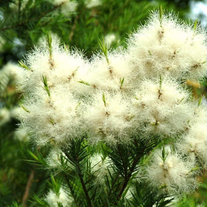 メラレウカ レッドジェム 約110-130cm おしゃれ 観葉植物 鉢植え 花 植木 苗木 シンボルツリー 目隠し 庭木 ガーデニング 常緑 鉢 木  常緑樹 新築 | LINEブランドカタログ