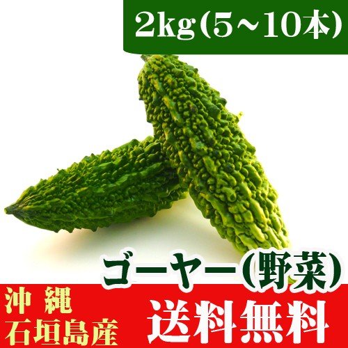 石垣島産ゴーヤ（苦瓜）２ｋｇ（５〜１２本）　送料無料