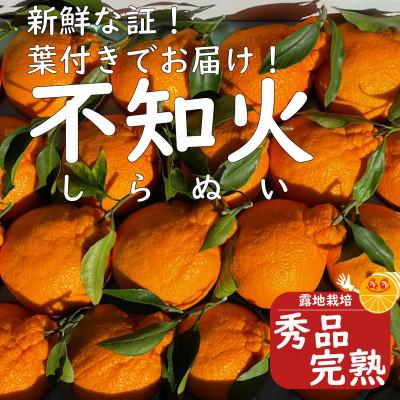 ふるさと納税 有田川町 太陽園　葉付き 不知火 5kg 新鮮　もぎたて 収穫即日発送! ORYY推薦品