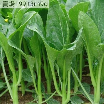 現貨 菜心種子（500粒）四季種植 多茬采收  香川甜菜心種子 紫色甜菜心種子 油菜心種子