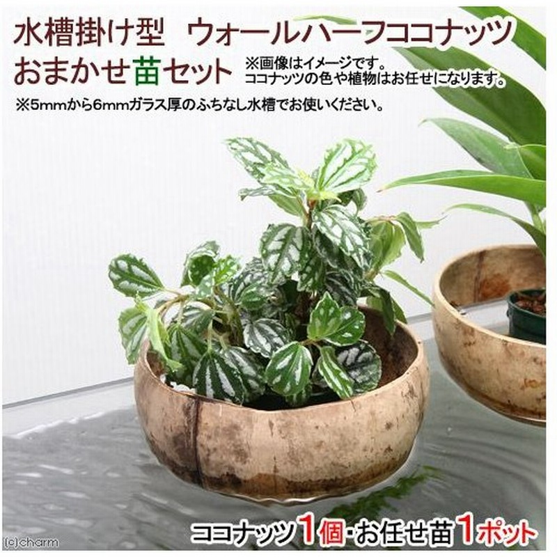 観葉植物 水槽掛け型 ウォールハーフココナッツ おまかせ苗セット １セット 通販 Lineポイント最大0 5 Get Lineショッピング