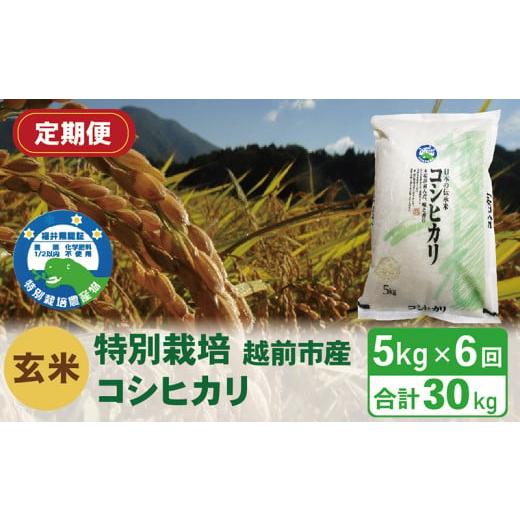 ふるさと納税 福井県 越前市 （令和5年度新米 玄米）特別栽培 越前市産コシヒカリ 5kg×6回