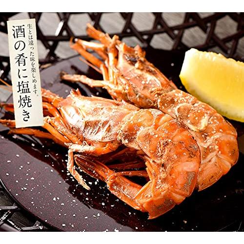 港ダイニングしおそう がらえび 500g（約35尾入り） 越前産 ガラエビ えび エビ 海老 冷凍 冷凍えび 冷凍エビ 冷凍海老 国産 お刺身 贈り物