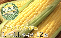 朝採りとうもろこしL～LL 10本セット≪北海道上富良野町産≫