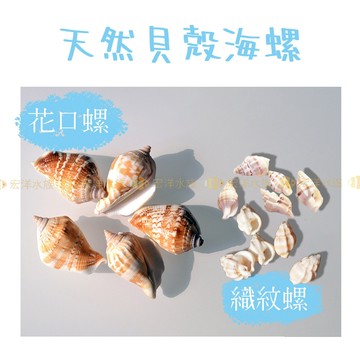 宏洋水族【花口螺 織紋螺】海螺貝殼 海螺 海水缸 海洋風 水族造景 魚缸裝飾 手工 DIY 魚缸造景 許願瓶 造景貝殼