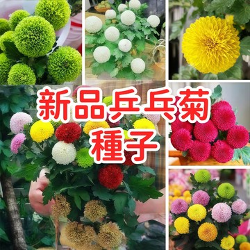 【新品多款乒乓菊種子】 多色混合 圓潤花型 切花素材 盆栽庭院花卉 多年生 易種植 適合台灣氣候 開花持久 園藝推薦