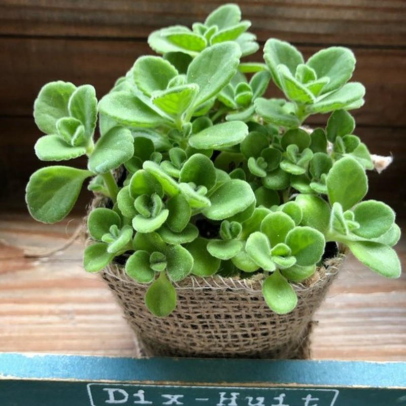アロマティカス ハーブ ミントの甘い香り 多肉植物 通販 Lineポイント最大0 5 Get Lineショッピング