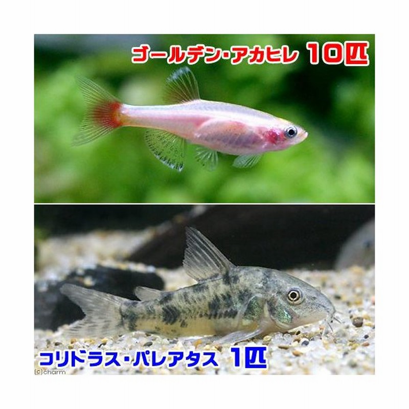 熱帯魚 ゴールデンアカヒレ １０匹 コリドラス パレアタス １匹 北海道航空便要保温 通販 Lineポイント最大0 5 Get Lineショッピング