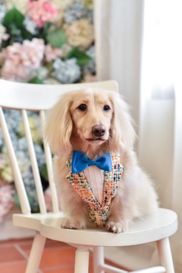 Angel Nina 寵物 圍兜 領巾 脖圍 西裝 毛呢 小香風