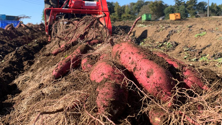 訳あり 茨城 八千代町産 さつまいも シルクスイート 土付き 無選別 生芋 約 10kg 農家直送 熟成 イモ 芋 いも おやつ デザート 秋 [AX035ya]