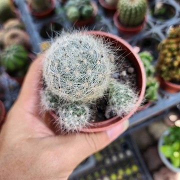 P老闆園藝~香花丸 仙人掌 3吋盆