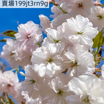 現貨🌸【日本櫻花種子】🌸（50粒裝）四季盆栽地栽櫻花 日本櫻花 四季種植 室內外易活 觀賞植物花卉  新手陽臺庭院