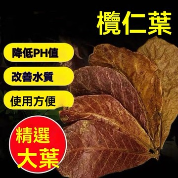 台灣發票快速出貨 欖仁葉 水族 大葉欖仁葉 孔雀魚 黑水 水質穩定 軟水 降低ph 酸性 烏龜 巴西龜 橄仁葉