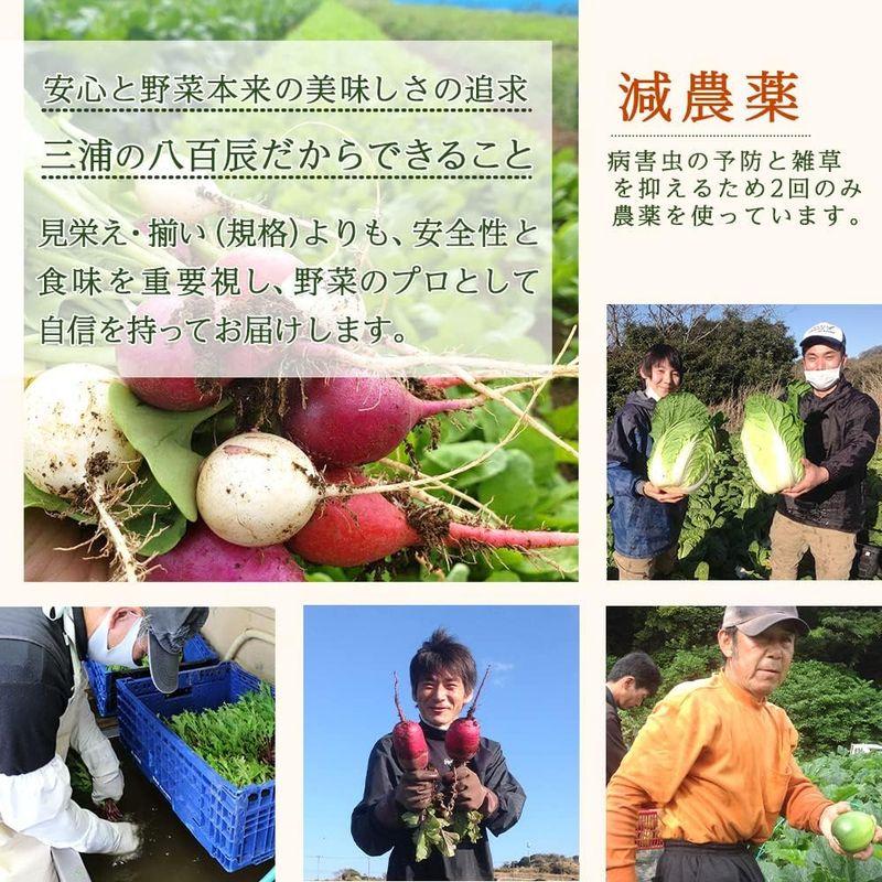 朝採り三浦野菜市場 三浦野菜 セット 5種前後 お取り寄せ大賞 金賞受賞 セット お取り寄せグルメ