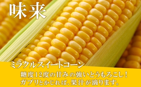 北海道産 朝もぎ イエロー とうもろこし 味来 みらい 2Lサイズ 13本 約5kg 大きめ 夏野菜 とうきび 新鮮 野菜 トウモロコシ ギフト 産地直送 コーン 産直 グリーンアースファーム