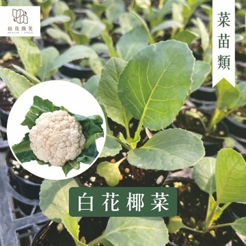 【拈花微笑】白花椰菜｜白花菜｜2.5 吋｜菜苗 料理｜食用蔬菜｜調味料｜烹飪｜有機｜蔬果｜在地栽培