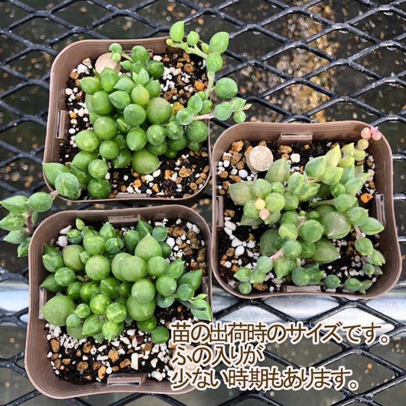 多肉植物 セネシオ エンジェルティアーズ錦 7.5cmポット苗 通販 LINEポイント最大0.5%GET LINEショッピング