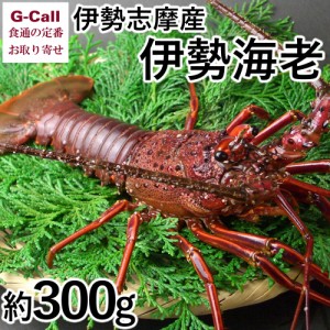 山藤 伊勢志摩産 伊勢海老 約300g 1尾 北海道・四国 九州・沖縄送料別 伊勢えび イセエビ 海老 活〆 格安 正月 年末年始 お取り寄せ 産地